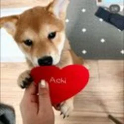 Photo du logo achi