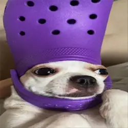 Photo du logo Crocdog