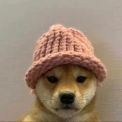 Photo du logo dogwifhat